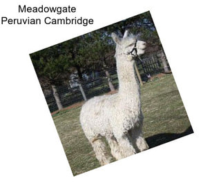 Meadowgate Peruvian Cambridge