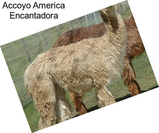 Accoyo America Encantadora