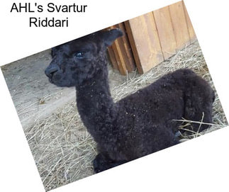 AHL\'s Svartur Riddari