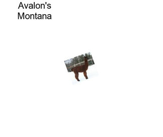 Avalon\'s Montana