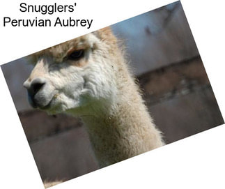 Snugglers\' Peruvian Aubrey