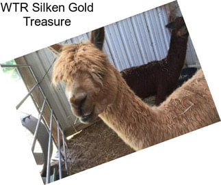 WTR Silken Gold Treasure