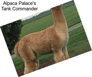 Alpaca Palace\'s Tank Commander