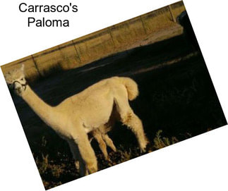 Carrasco\'s Paloma