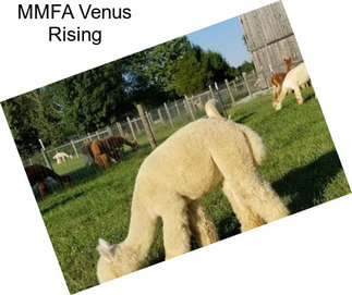 MMFA Venus Rising