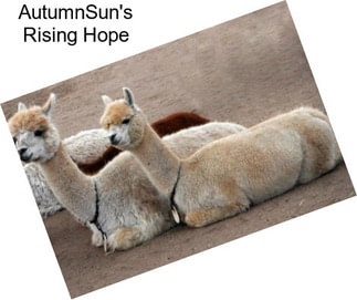 AutumnSun\'s Rising Hope