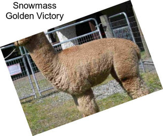 Snowmass Golden Victory
