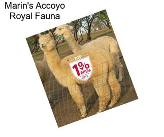 Marin\'s Accoyo Royal Fauna