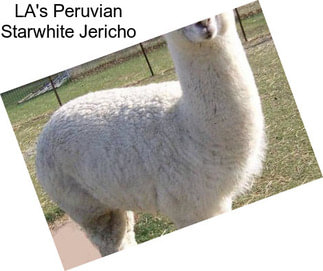 LA\'s Peruvian Starwhite Jericho