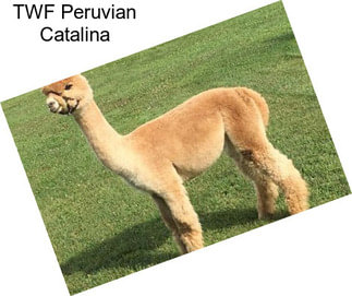 TWF Peruvian Catalina