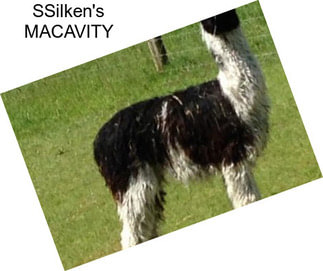 SSilken\'s MACAVITY