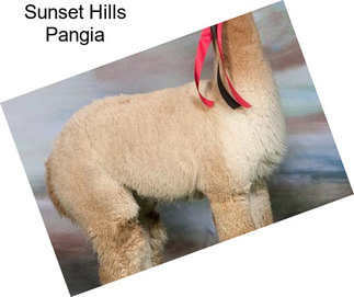 Sunset Hills Pangia