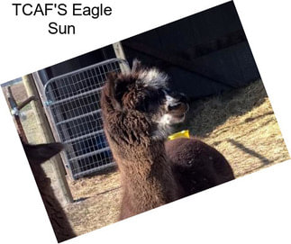 TCAF\'S Eagle Sun