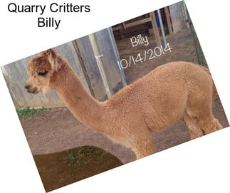 Quarry Critters Billy