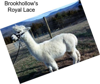 Brookhollow\'s Royal Lace