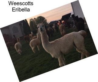 Weescotts Eribella