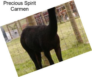 Precious Spirit Carmen