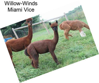 Willow-Winds Miami Vice