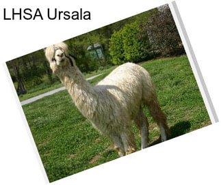 LHSA Ursala