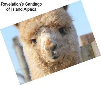 Revelation\'s Santiago of Island Alpaca