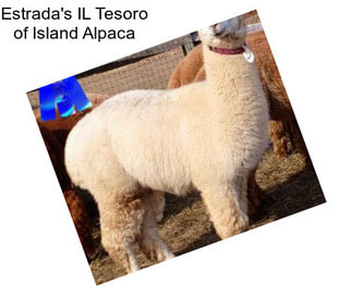 Estrada\'s IL Tesoro of Island Alpaca