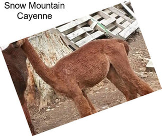 Snow Mountain Cayenne
