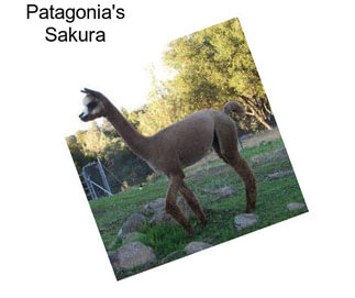 Patagonia\'s Sakura