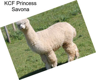 KCF Princess Savona