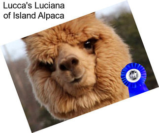 Lucca\'s Luciana of Island Alpaca