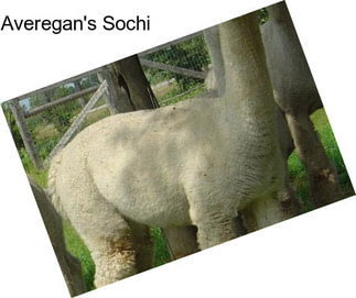 Averegan\'s Sochi