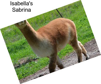 Isabella\'s Sabrina