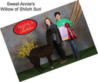 Sweet Annie\'s Willow of Shiloh Suri