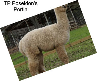 TP Poseidon\'s Portia