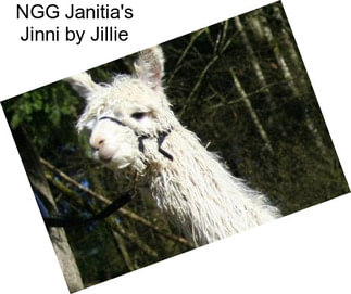 NGG Janitia\'s Jinni by Jillie
