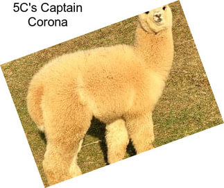 5C\'s Captain Corona