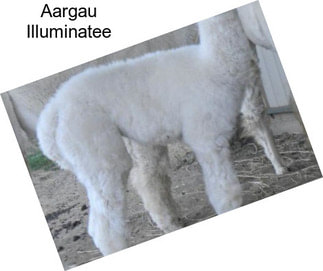 Aargau Illuminatee