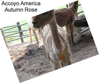 Accoyo America Autumn Rose