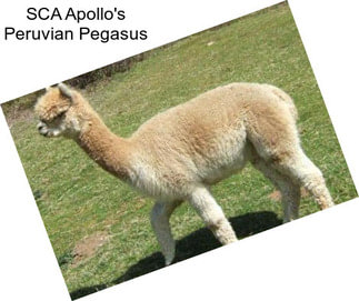 SCA Apollo\'s Peruvian Pegasus