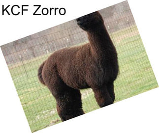 KCF Zorro