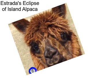 Estrada\'s Eclipse of Island Alpaca