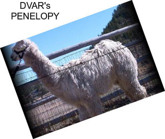 DVAR\'s PENELOPY