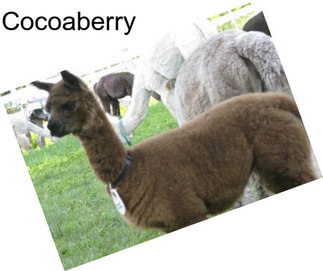 Cocoaberry