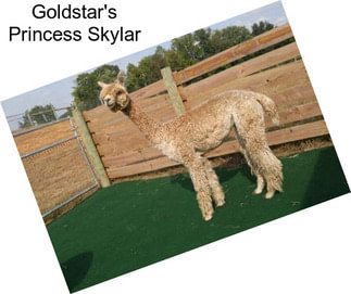 Goldstar\'s Princess Skylar