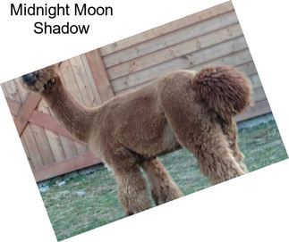 Midnight Moon Shadow