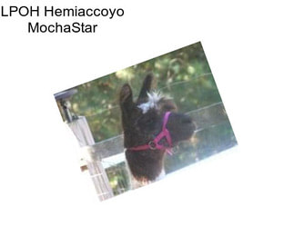 LPOH Hemiaccoyo MochaStar