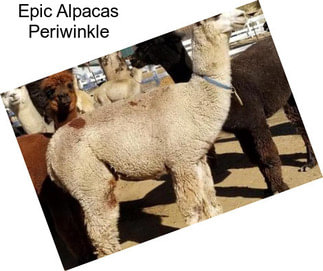 Epic Alpacas Periwinkle
