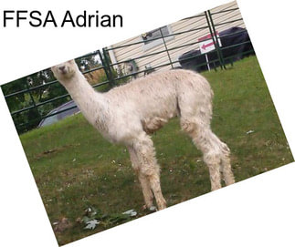 FFSA Adrian