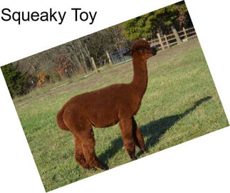 Squeaky Toy