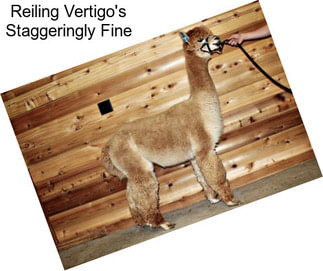 Reiling Vertigo\'s Staggeringly Fine