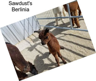 Sawdust\'s Berlinia